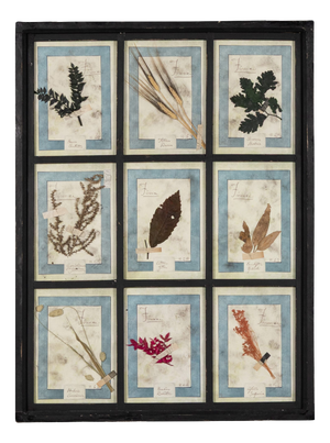 20th Century Italian Large Oak Frame with Pressed Flowers and Herbs