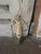 Antique French Shutters. Lots of great hardware. Dimensions are for each shutter.