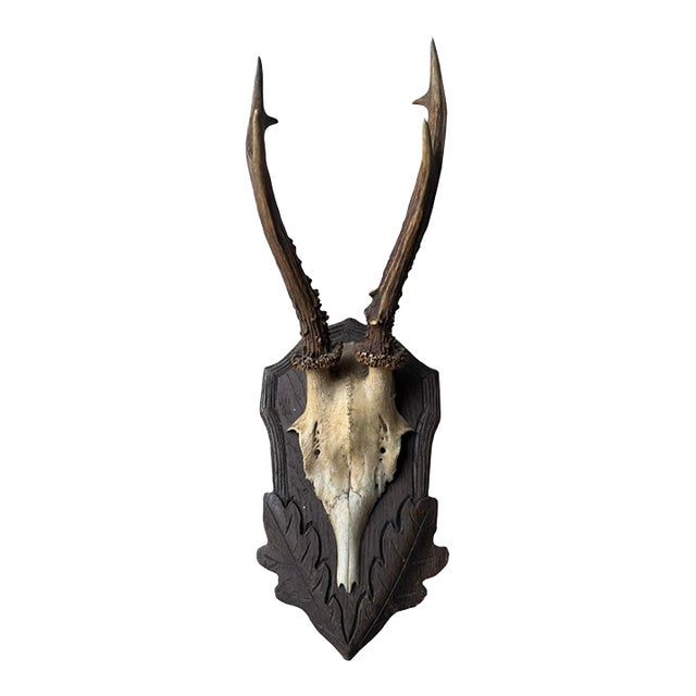 Roe Deer Trophy 84 Black Forest Antlers Mount For Sale