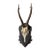 Roe Deer Trophy 84 Black Forest Antlers Mount For Sale