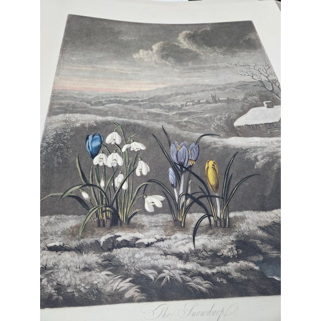 2000s Thornton Pl. 3, the Snowdrop Kew Gardens Oppenheimer Editions Print For Sale - Image 4 of 6