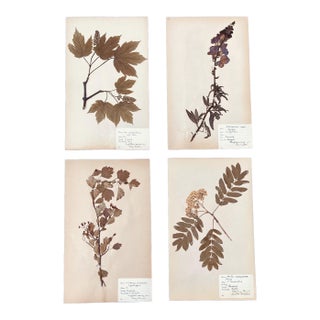 4 Authentic Antique Swedish Pressed Botanicals 1900s Beautifully Composed Herbarium Specimens Vintage Pressed Flowers For Sale