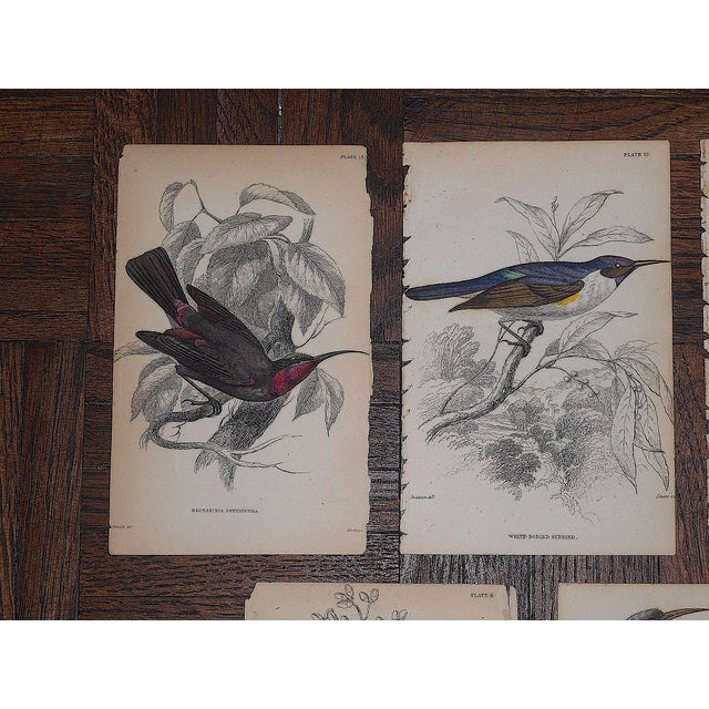 This set of seven (7) authentic antique mid 19th century engravings depict several types of tropical birds.. Printed in...