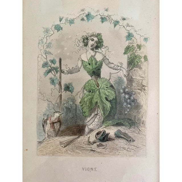 Mid 19th Century “Les Fleurs Animées” Original Hand-Painted Antique French Lithographs 1846, Set of 6, Framed For Sale - Image 11 of 12