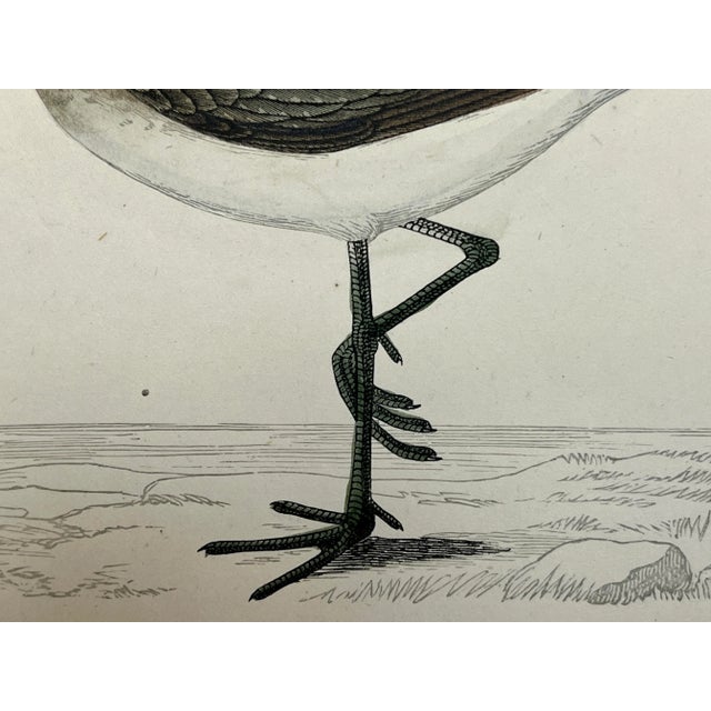 Plastic Antique Bird Print From England Showcasing a Green Sandpiper - Circa 1880 For Sale - Image 7 of 10