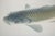 Dove Gray "Leaping Carp", Early Showa Era Japanese Silk Scroll Painting For Sale - Image 8 of 18
