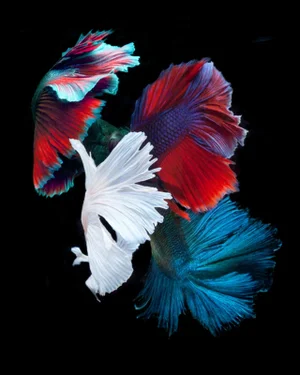"The Four Kings" Contemporary Photograph of a Fish
