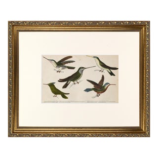 19th Century English Hand Colored Hummingbird Engraving by Goldsmith For Sale
