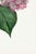 Not Yet Made - Made To Order Hydrangea by Pierre-Joseph Redouté, Vintage Botanical Art Print, 40" X 60" For Sale - Image 5 of 10