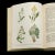 Paper 1936's Vintage Reference Book, Wild Flowers of the Wayside For Sale - Image 7 of 12