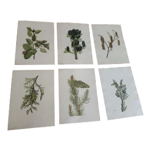 Vintage Smithsonian's Botanical Prints Unframed After Mary Vaux Walcott Set of 6 Pine Conifers With the Author's Original Print Description From 1925