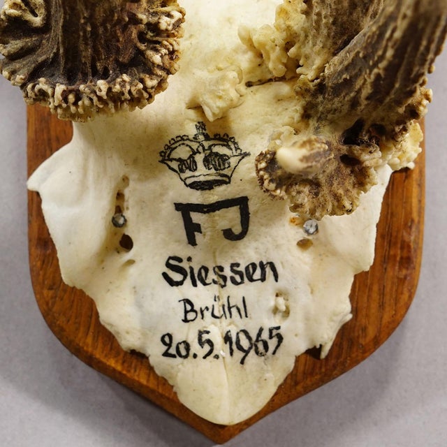 1960s Vintage Red Deer Trophy by Franz Joseph, Prince of Thurn and Taxis, 1965 For Sale - Image 5 of 6