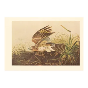1966 Vintage Farmhouse Cottage XL Print "Winter Hawk & Bull Frog" After John James Audubon