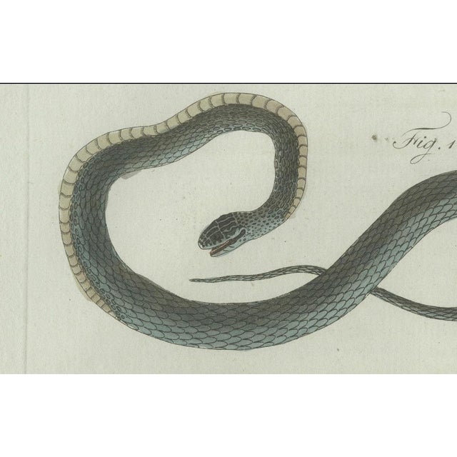 Paper Bertuch, Three European Snakes, 1802, Engraving For Sale - Image 7 of 11