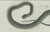 Paper Bertuch, Three European Snakes, 1802, Engraving For Sale - Image 7 of 11