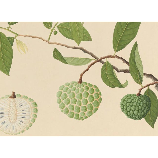 Golden Tropic Botanicals #17/22. beautifully reproduced as giclée prints using archival inks on imported English cotton...