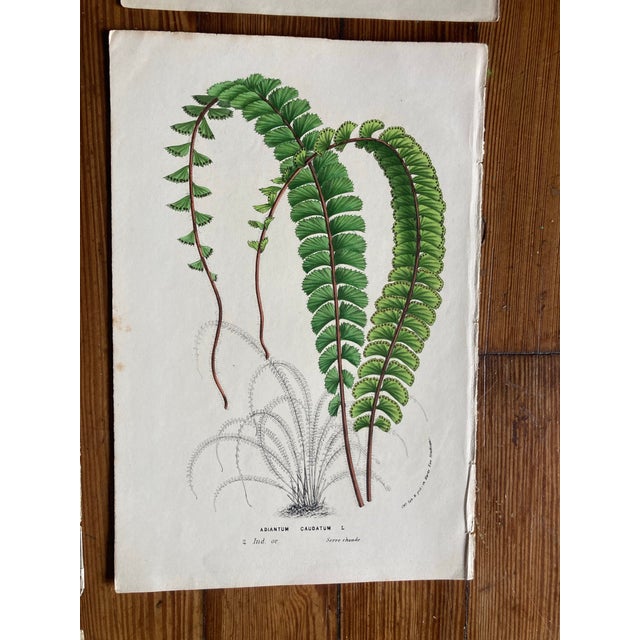 Charming Set of 7 Authentic 19th Century Color Botanical Prints Unframed For Sale - Image 4 of 9