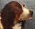 Late Victorian English Spaniel Portrait – 19th Century Oil Painting For Sale - Image 4 of 8