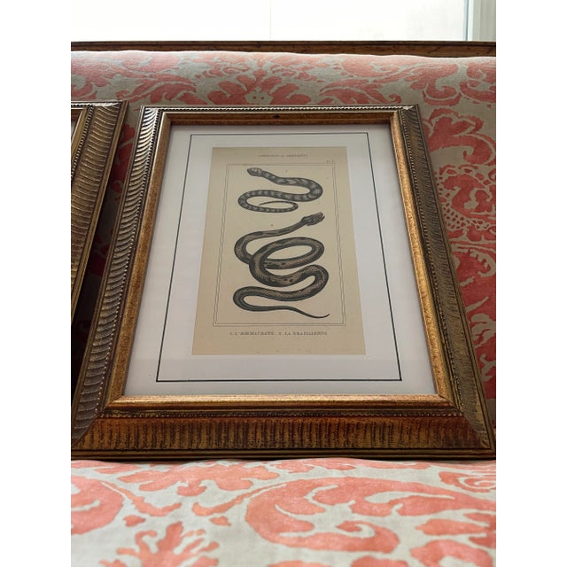 Illustration Late 19th Century Framed Colored Prints of Snakes - a Pair For Sale - Image 3 of 4