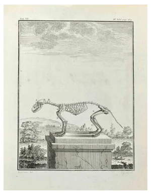 Louis Legrand, Skeleton, Etching, 1771