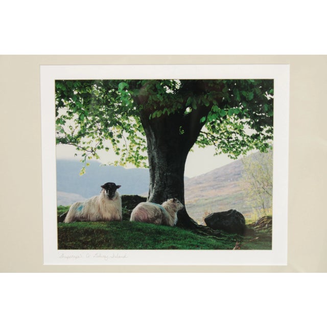 Photography 1990s "Sheepscape" Ireland Landscape Photography Print by John & Debra Scanlan For Sale - Image 7 of 13
