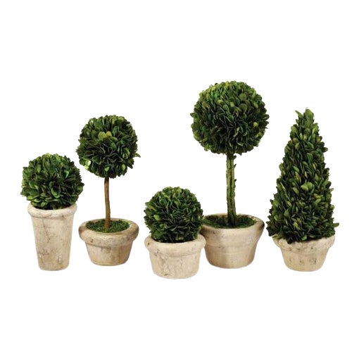 Boxwood Topiaries in Pots - Set of 5 For Sale