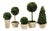 Boxwood Topiaries in Pots - Set of 5 For Sale