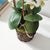 Early 21st Century Phalaenopsis Orchid Drop-In 20" For Sale - Image 5 of 7