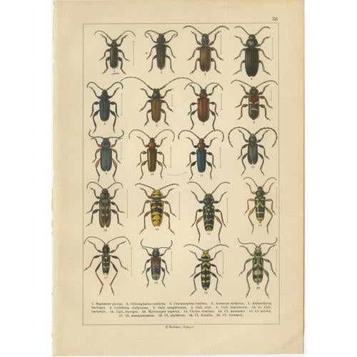 Late 19th Century Calwer, Longhorn Beetles, European Cerambycidae, 1893, Chromolithographs, Set of 4 For Sale - Image 5 of 9