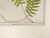 Late 19th Century Antique 1885 English Chromolithograph Ferns - a Pair For Sale - Image 5 of 6