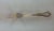 The Finest, Silver Plated Dessert/Salad Fork, Chesterfield. For Sale - Image 9 of 13