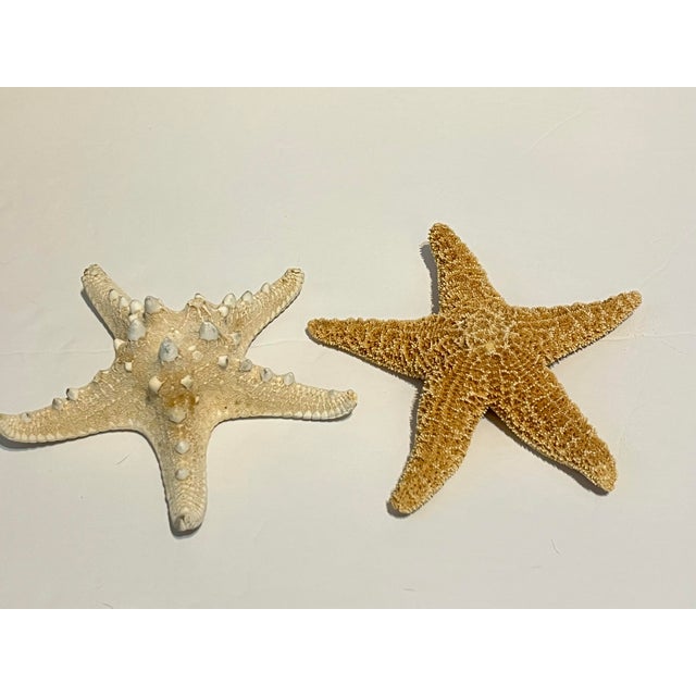 Vintage Natural Starfish Specimens -2 For Sale In West Palm - Image 6 of 6