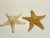 Vintage Natural Starfish Specimens -2 For Sale In West Palm - Image 6 of 6