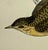 Antique Hand Tinted Bird Print From England Featuring a Brown & Tan Grasshopper Warbler - Circa 1888 For Sale - Image 4 of 11