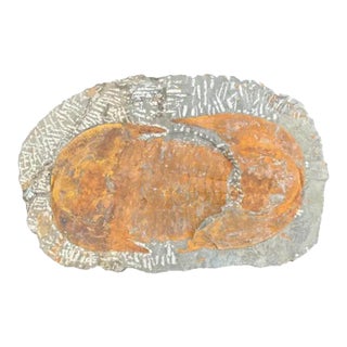 Large Fossilized Trilobite Specimen in Stone Matrix For Sale