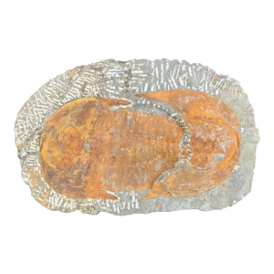 Large Fossilized Trilobite Specimen in Stone Matrix