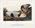 John James Audubon Canvas Backed Duck, Vintage Art Print Reproduction From Birds of America by John James Audubon, 60" X 40" For Sale - Image 4 of 10