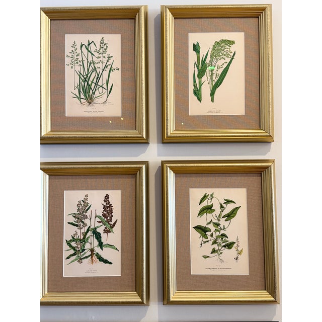 A Suite of Eight English Botanical Engravings, Late 19th Century For Sale - Image 4 of 13