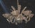 Antique Murano glass chandelier, transparent, rostrate in the style of Ercole Barovier. Circa 1940, made in Italy in...
