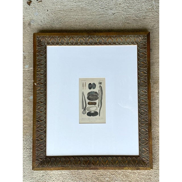 Mid-Century Modern Vintage Undersea Specimen Print in Carved Wood Frame For Sale - Image 3 of 12