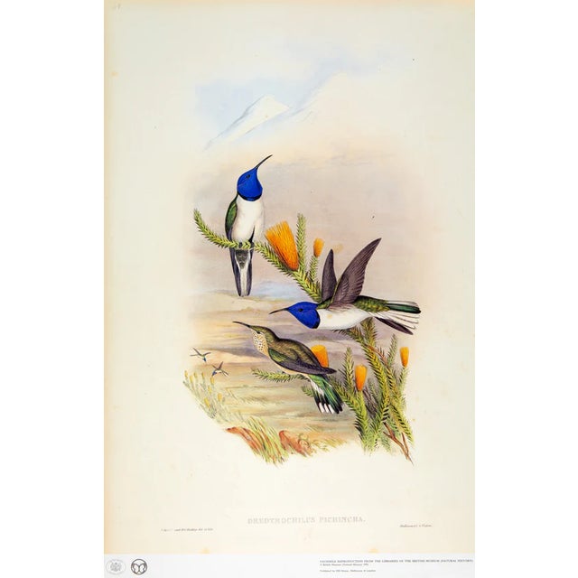 1990s Framed Print, Ecuadorian Hillstar Hummingbird (Plate 69- Hill House Edition) Reproduction Print After John Gould For Sale - Image 9 of 10