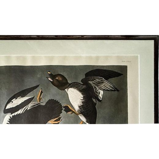 Large Framed John James Audubon Golden-Eyed Duck Primordial Folio Print For Sale - Image 10 of 14