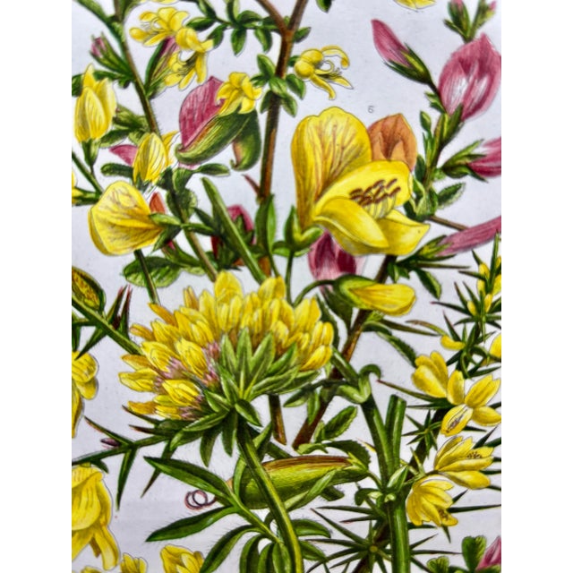 Late 19th Century Antique W. Dickes & Co. Botanical Print From England Showcasing Yellow & Pink Varieties of Furze, Greenweed and Harrow Flowers - Circa 1870 For Sale - Image 5 of 12
