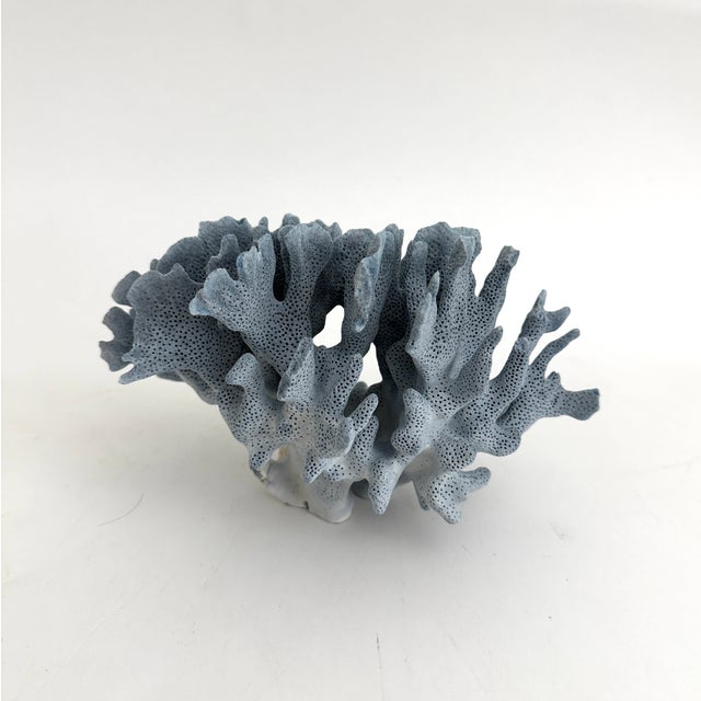 Natural Blue Coral specimen with a cut and polished base to protect surfaces. Each piece is cleaned and trimmed from its...