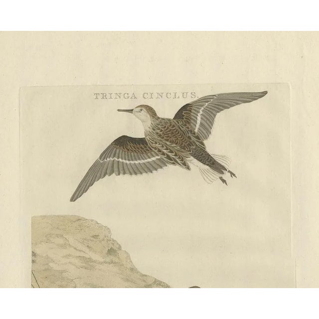 Little Stint Antique Dutch Bird Print by Sepp and Nozeman, circa 1770 This elegant hand-coloured engraving, titled Tringa...
