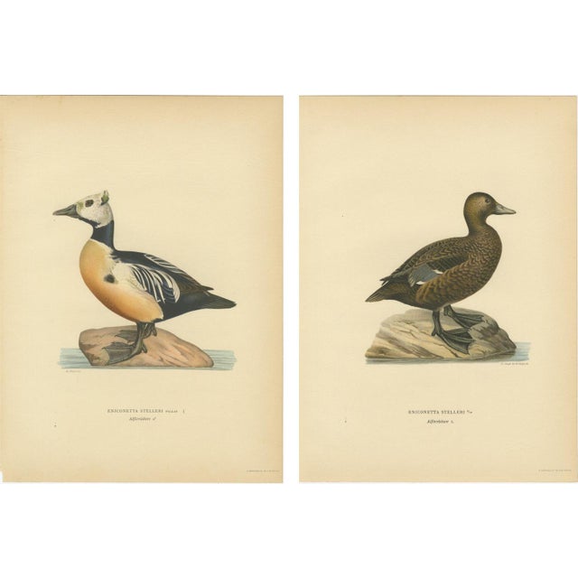 Antique Stellers Eider Duck Lithographs with Male and Female Pair, Sweden, 1929, Set of 2 For Sale - Image 9 of 9