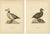 Antique Stellers Eider Duck Lithographs with Male and Female Pair, Sweden, 1929, Set of 2 For Sale - Image 9 of 9