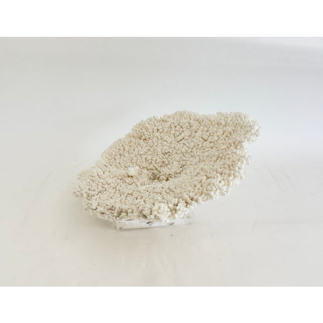 Natural Table Coral on Acrylic Base For Sale In Los Angeles - Image 6 of 8