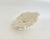 Natural Table Coral on Acrylic Base For Sale In Los Angeles - Image 6 of 8