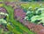 *** ABOUT THIS PAINTING *** * TITLE: "Path to the forest" * ARTISTS: Georgy Sergeevich Kolosovsky * SIZE: 40x60...